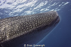 whale shark - indian ocean. Sony nex7 with Nauticam Housing by Enzo Quarenghi 